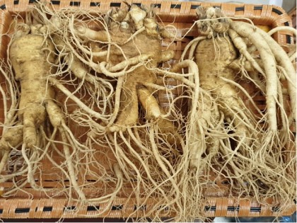 Sâm tươi Hàn Quốc 1kg 3 củ