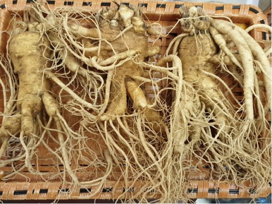 Sâm tươi Hàn Quốc 1kg 3 củ