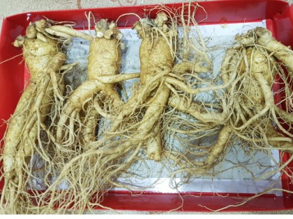 Sâm tươi Hàn Quốc 1kg 4 củ