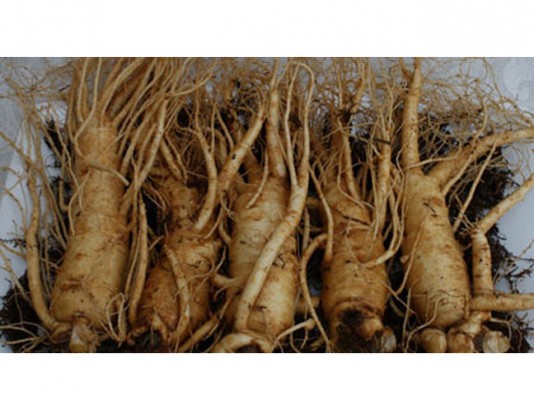 Sâm tươi Hàn Quốc 1kg 5 củ