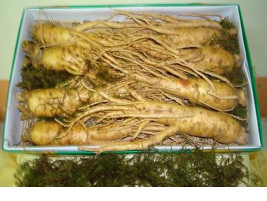 Sâm tươi Hàn Quốc 1kg 8 củ