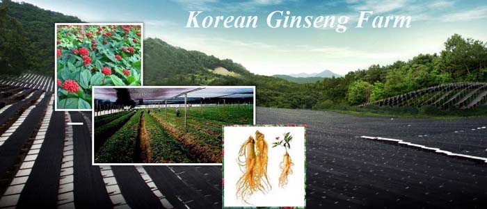5 red ginseng tacy